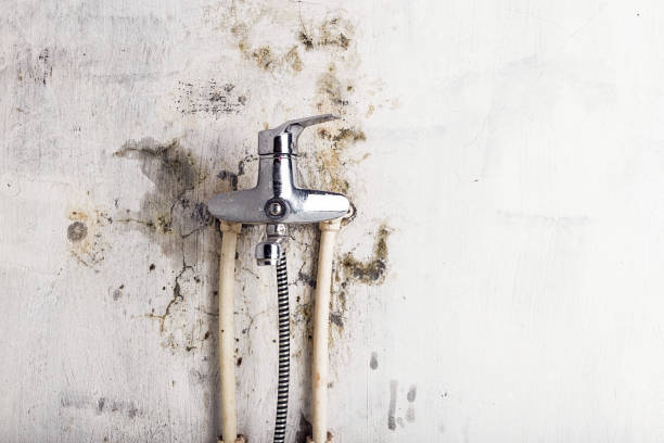 Best DIY Mold Remediation Support Services in Herndon, VA