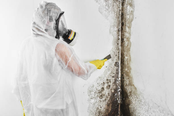 Reliable Herndon, VA Mold Remediation Solutions