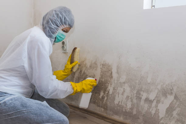 Best Health and Safety Mold Remediation in Herndon, VA