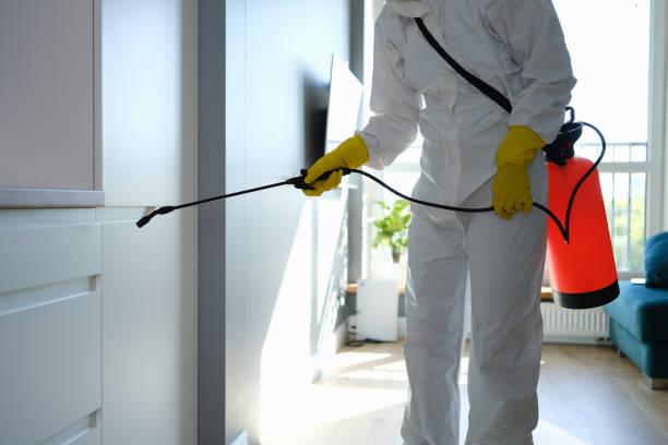 Best Basement Mold Remediation in Herndon, VA