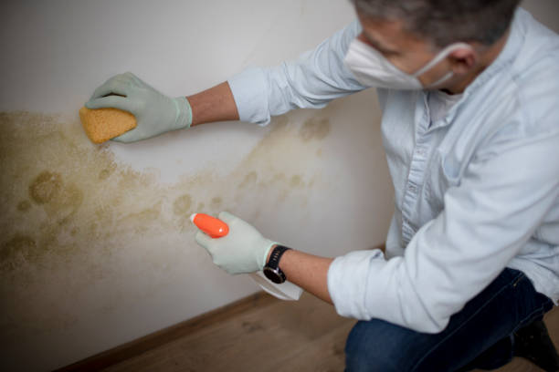 Best Mold Testing and Inspection Services in Herndon, VA
