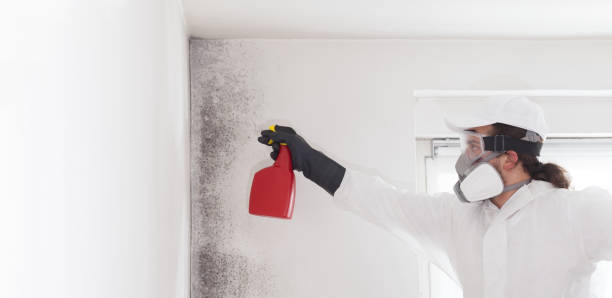 Best Insurance-Related Mold Remediation in Herndon, VA