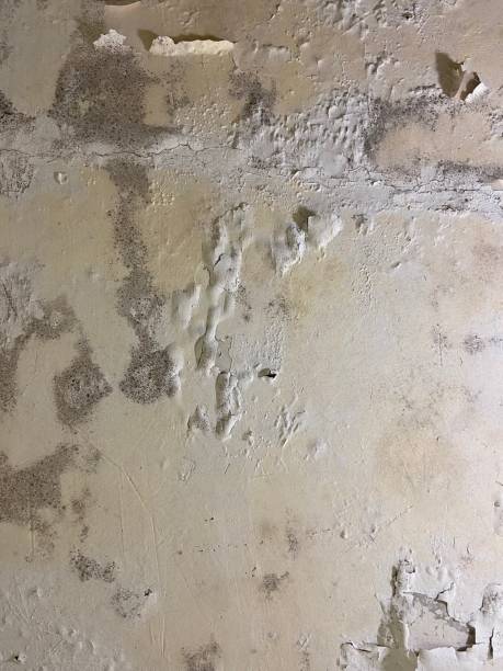 Best Localized Mold Remediation (e.g., coastal areas, humid climates) in Herndon, VA