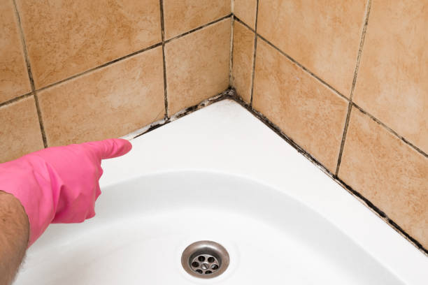 Best Commercial Mold Remediation in Herndon, VA